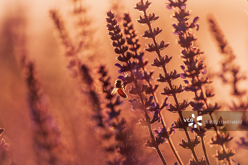 夕阳中的紫雨鼠尾草和蜜蜂图片素材