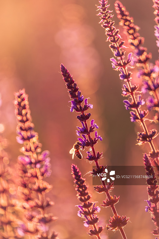 夕阳中的紫雨鼠尾草和蜜蜂图片素材