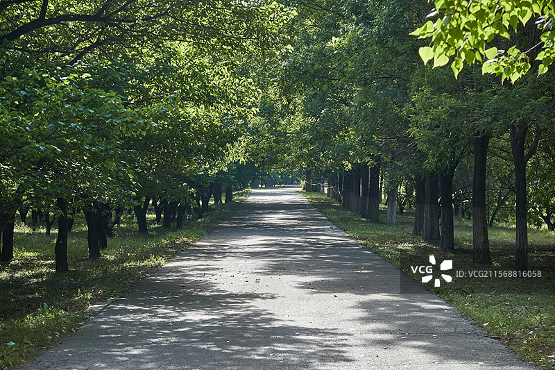 夏天北京延庆妫河森林公园宁静无人的林荫路树林风景图片素材