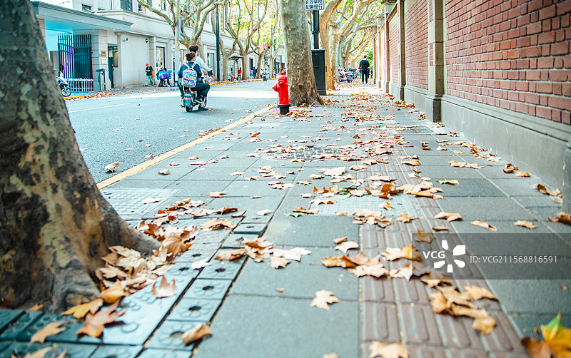 秋天的上海愚园路街头景观 路牌图片素材