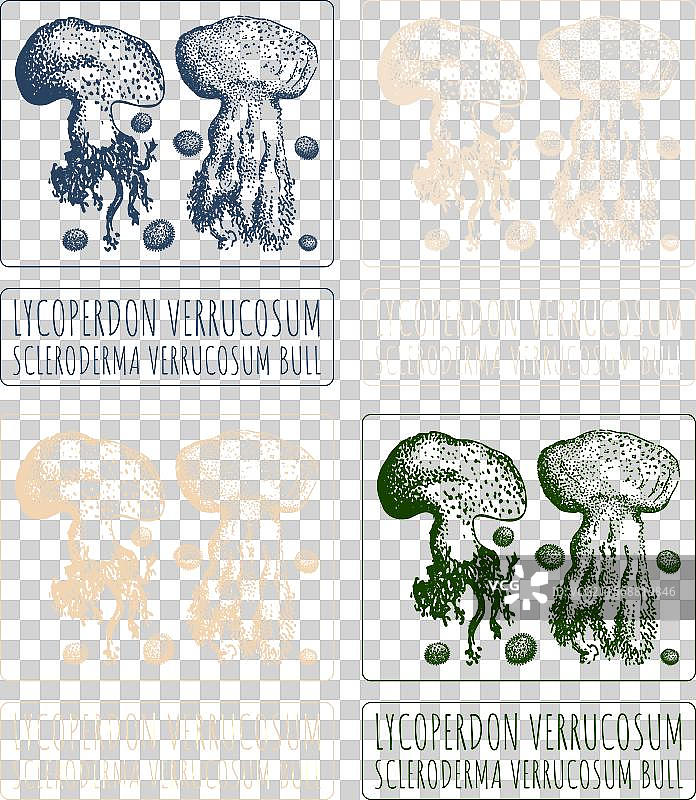 不同姿态的疣状狼肝菌绘画集图片素材