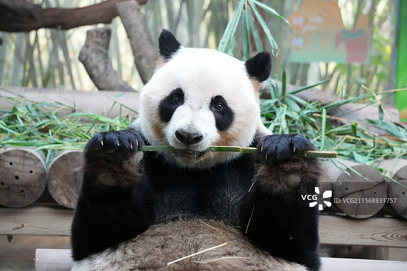 长隆大熊猫三胞胎酷酷吃竹子特写图片素材