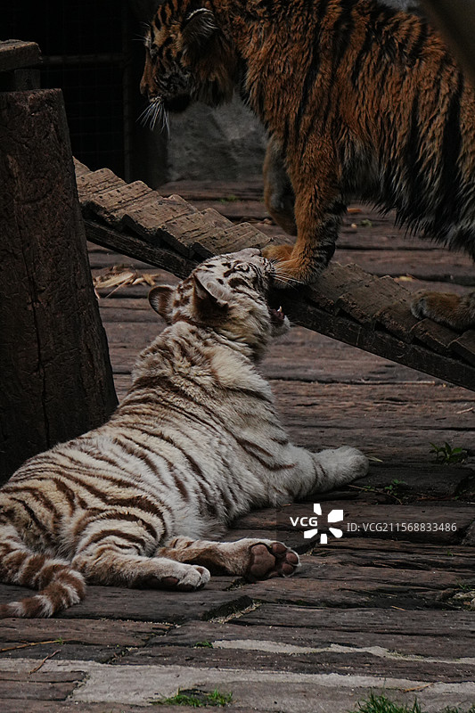 动物园老虎幼崽图片素材