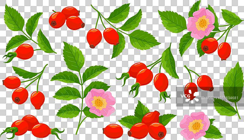 玫瑰果套装温柔的粉色花朵与图片素材