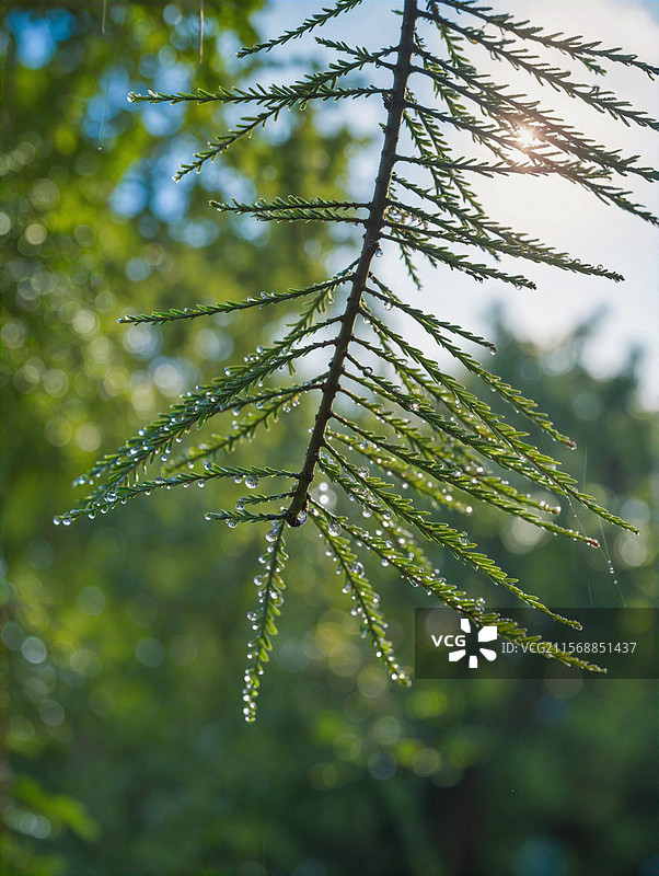 雨后绿叶上的水珠图片素材