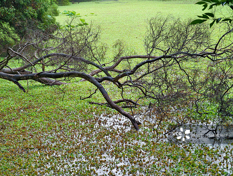 良凤江国家森林公园绿色大草坪图片素材