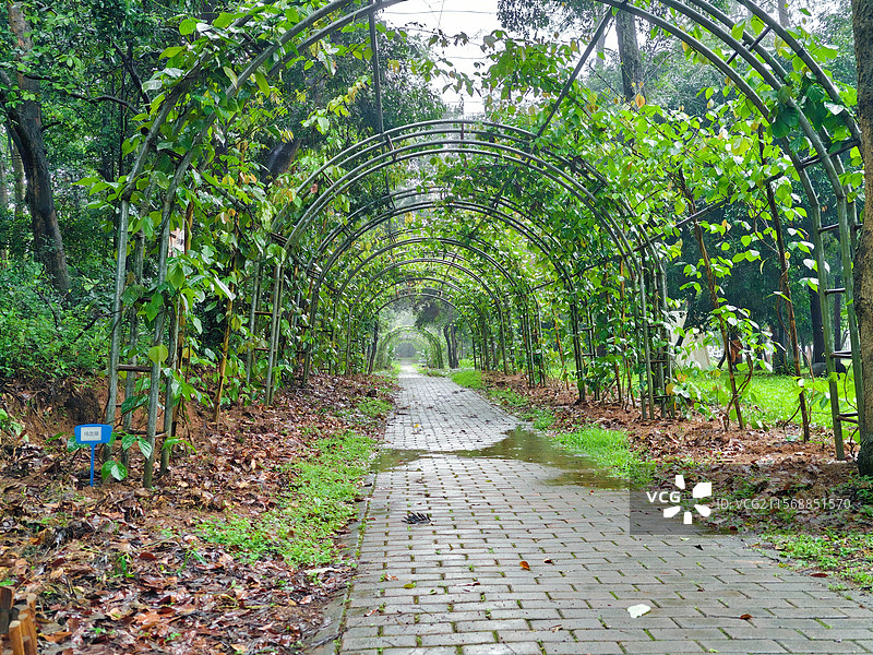 良凤江国家森林公园树下的绿色大道图片素材