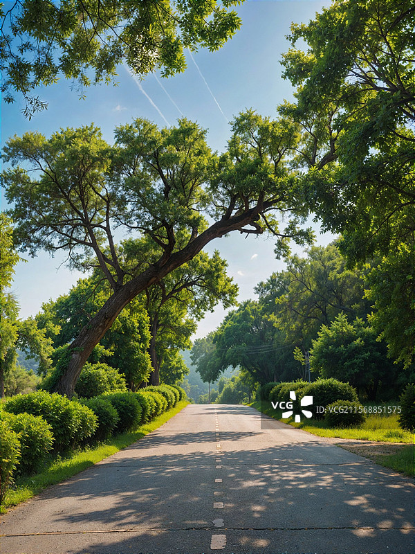 良凤江国家森林公园树下的绿色大道图片素材