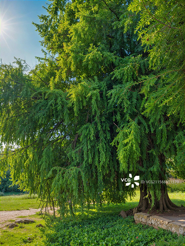 良凤江国家森林公园的大树图片素材