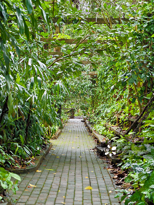 良凤江国家森林公园树下的绿色大道图片素材