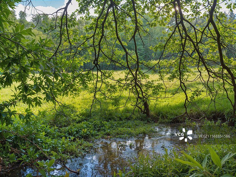 良凤江国家森林公园绿色大草坪图片素材
