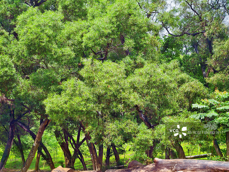 良凤江国家森林公园的大树图片素材