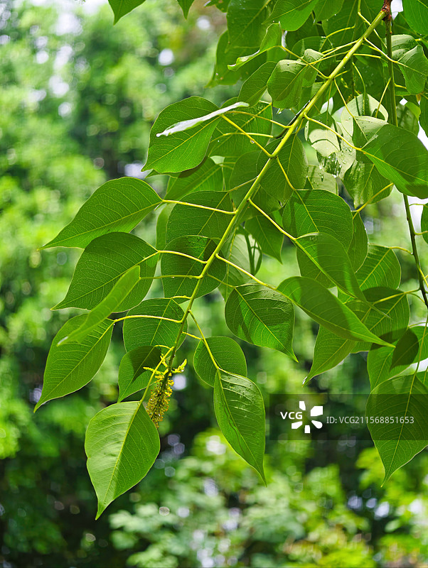 良凤江国家森林公园绿色的叶子图片素材