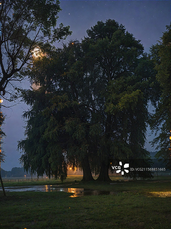 良凤江国家森林公园爱情树图片素材