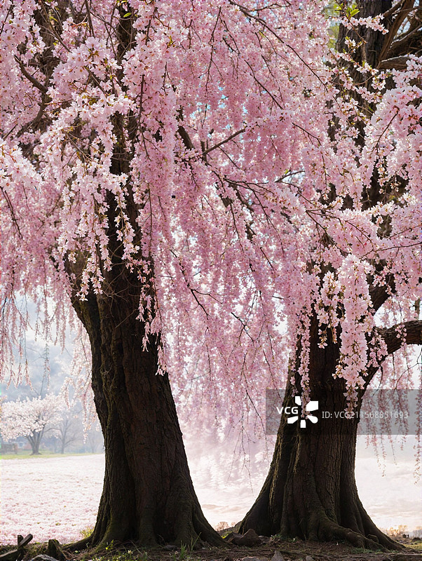 良凤江国家森林公园爱情树图片素材