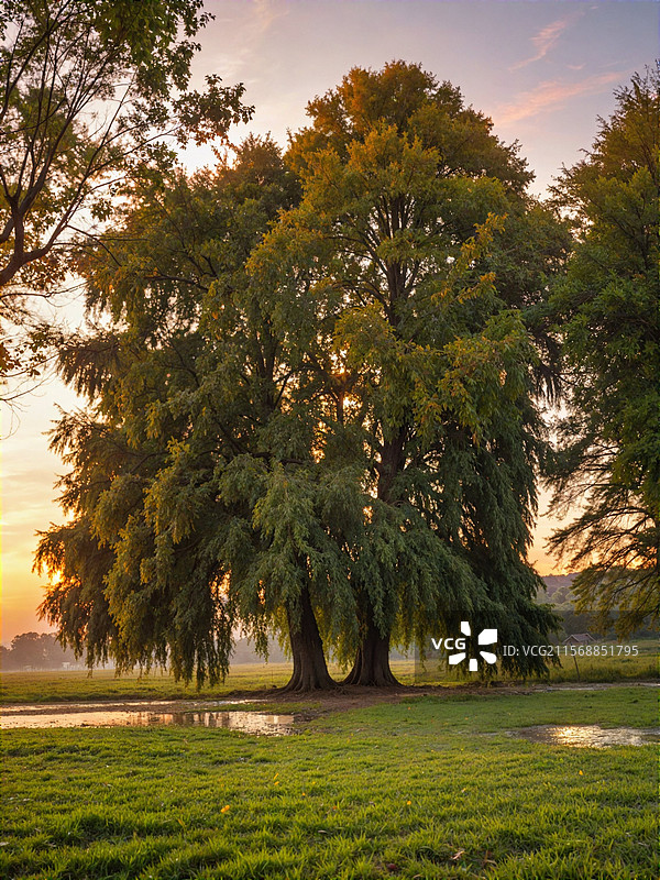 良凤江国家森林公园爱情树图片素材