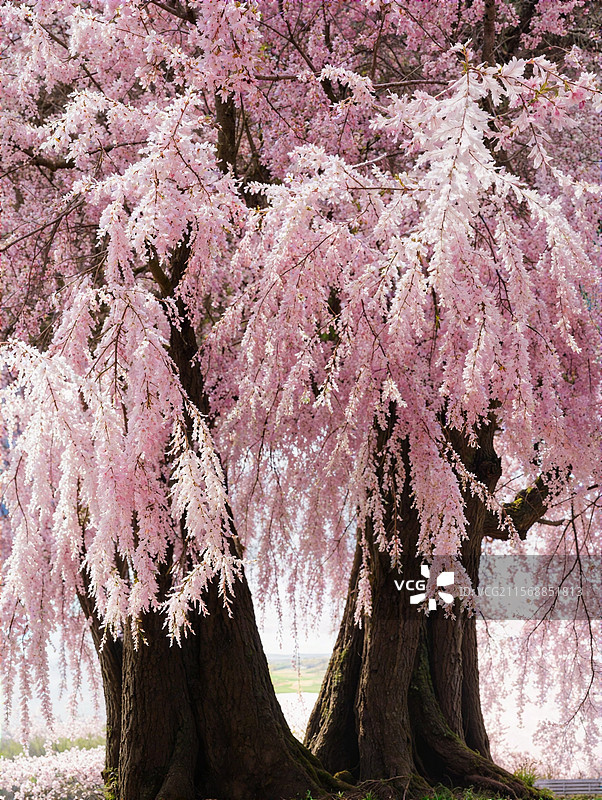 良凤江国家森林公园爱情树图片素材