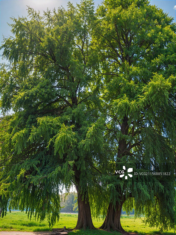 良凤江国家森林公园爱情树图片素材