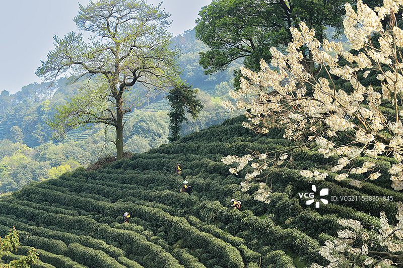 春天里的茶园风光图片素材