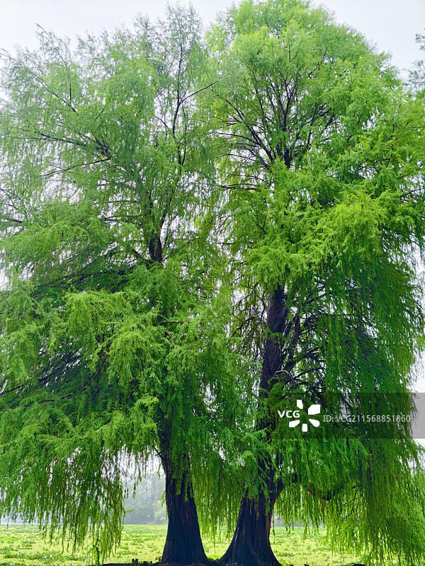 良凤江国家森林公园爱情树图片素材