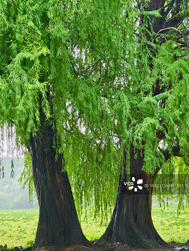 良凤江国家森林公园爱情树图片素材