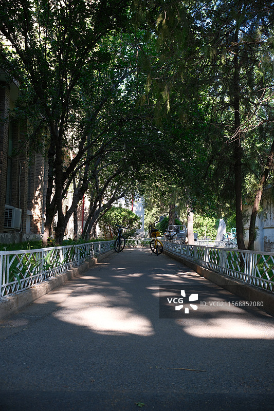 天大初夏图片素材