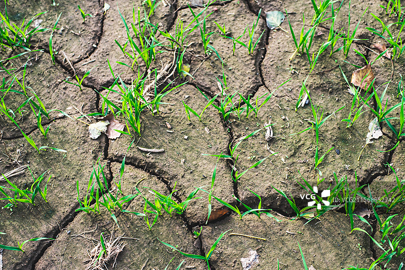 中国野生植物和野外植物，田地里生长出一片绿色的小麦麦田，龟裂的土地，户外白昼无人图像摄影图片素材