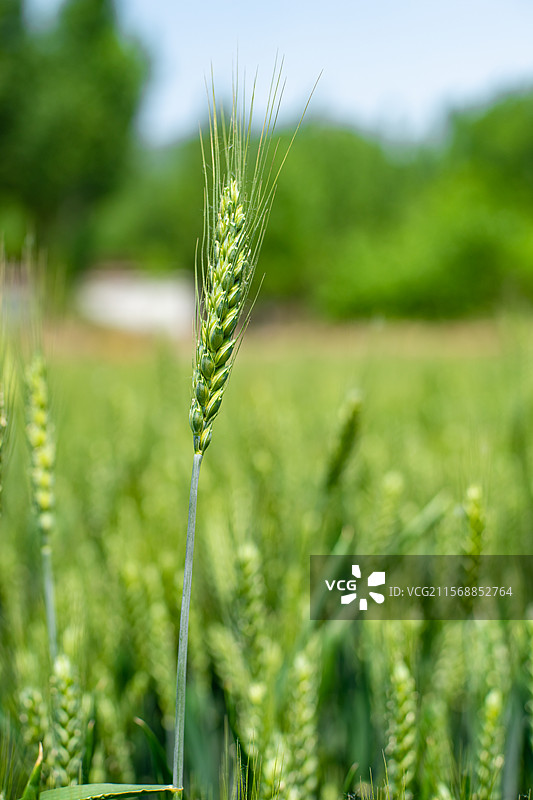 中国野生植物拍摄主题，夏天一支绿色的麦穗特特写，户外白昼无人图像摄影图片素材