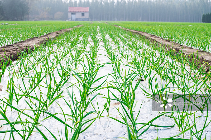 中国农产品农作物拍摄主题，农田田地里的一片绿色的蒜苗蔬菜植物，户外白昼无人图像摄影图片素材