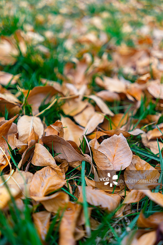 中国自然风光野生植物拍摄主题，秋天的植物，绿色的草坪覆盖上黄色红色的树叶子，户外白昼无人图像摄影图片素材