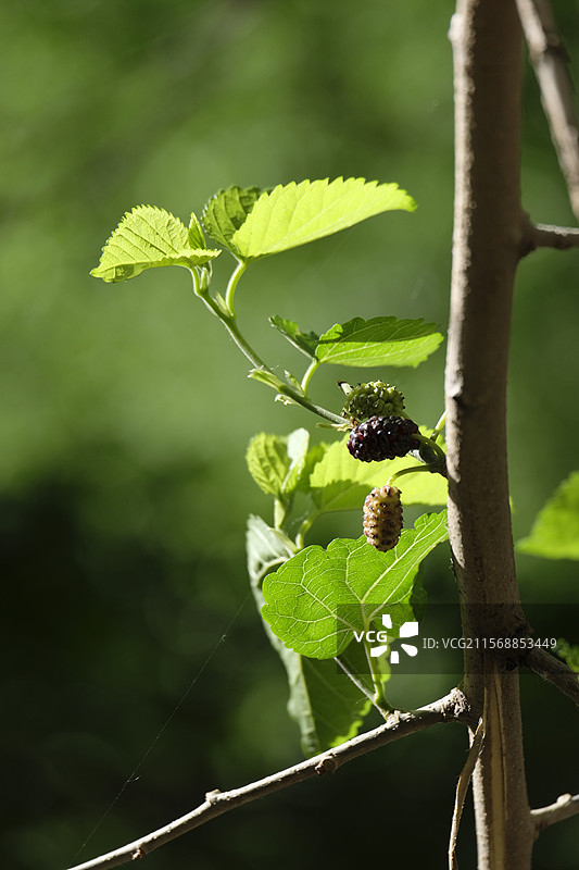 夏天清晨的桑葚桑椹。绿色背景。阳光明媚图片素材
