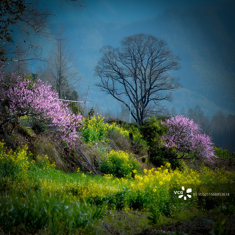 皖南春色 徽州春色图片素材