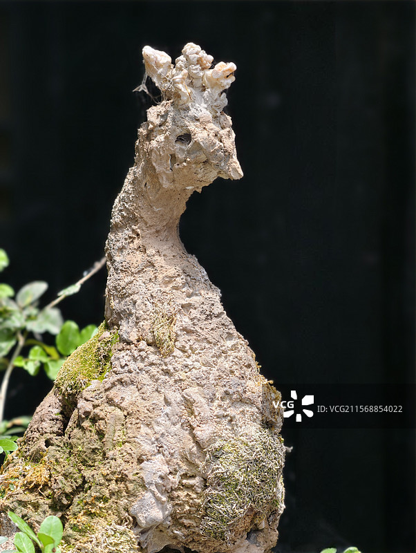 陕豫鄂三省交界处的荆紫关古镇明清一条街上的石雕孔雀图片素材