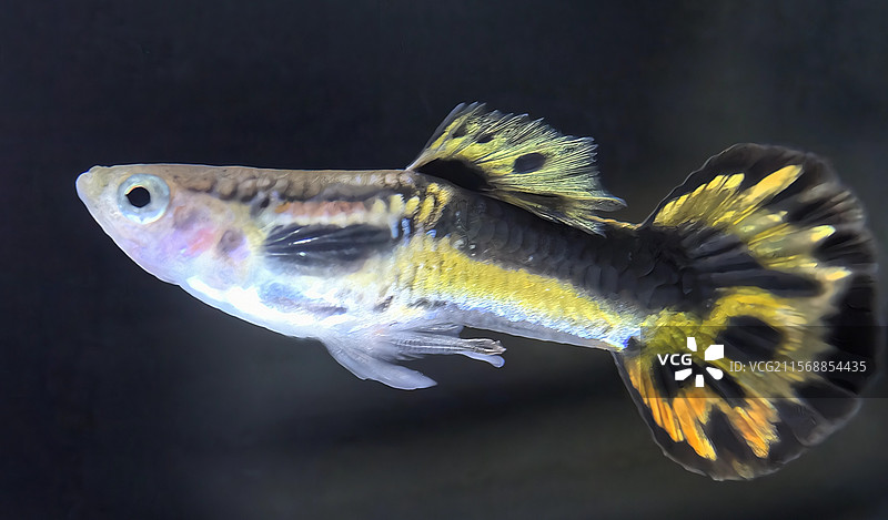 马鞍小圆尾孔雀鱼图片素材