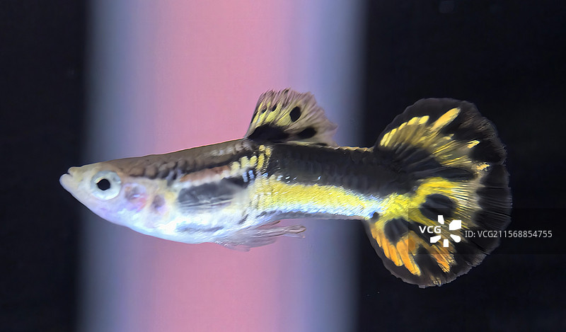 马鞍小圆尾孔雀鱼图片素材