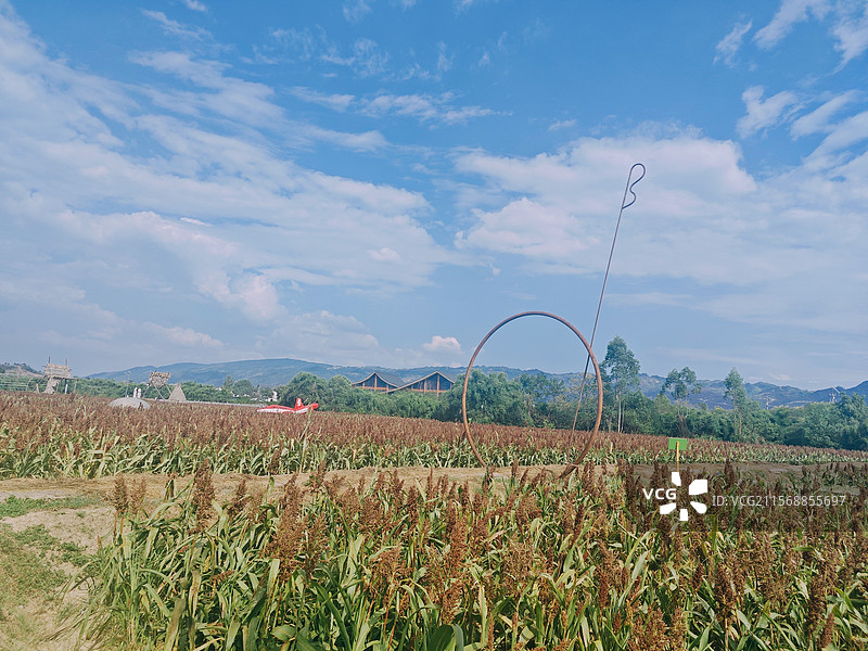 重庆璧山莲花穴艺术村高粱地滚铁环艺术装置图片素材