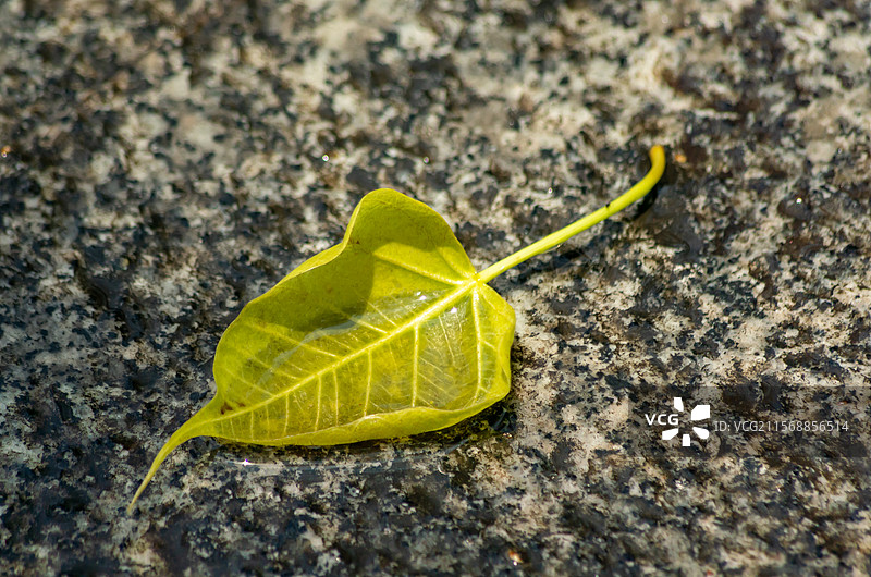 佛山种植的释迦树的树叶特写图片素材