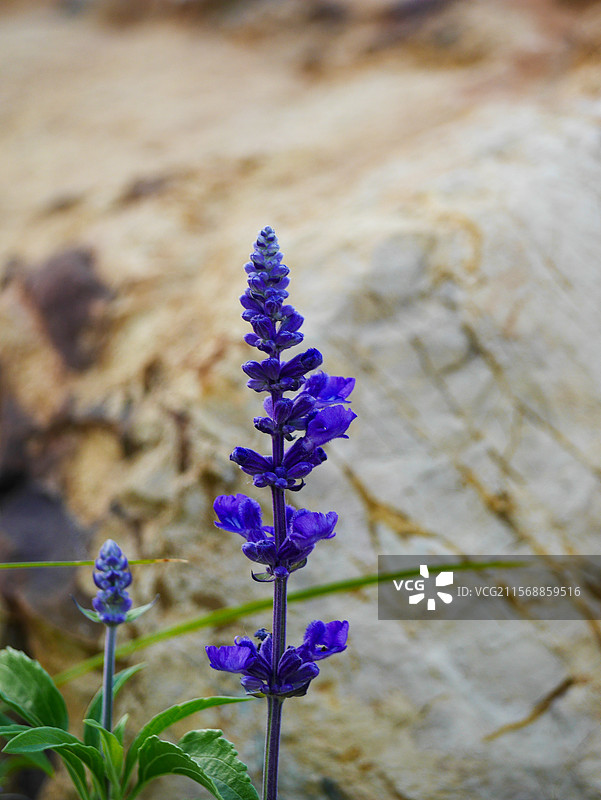 紫色浪漫的鼠尾草图片素材