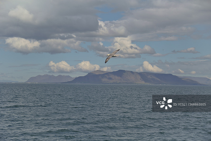 冰岛飞翔的海鸥图片素材