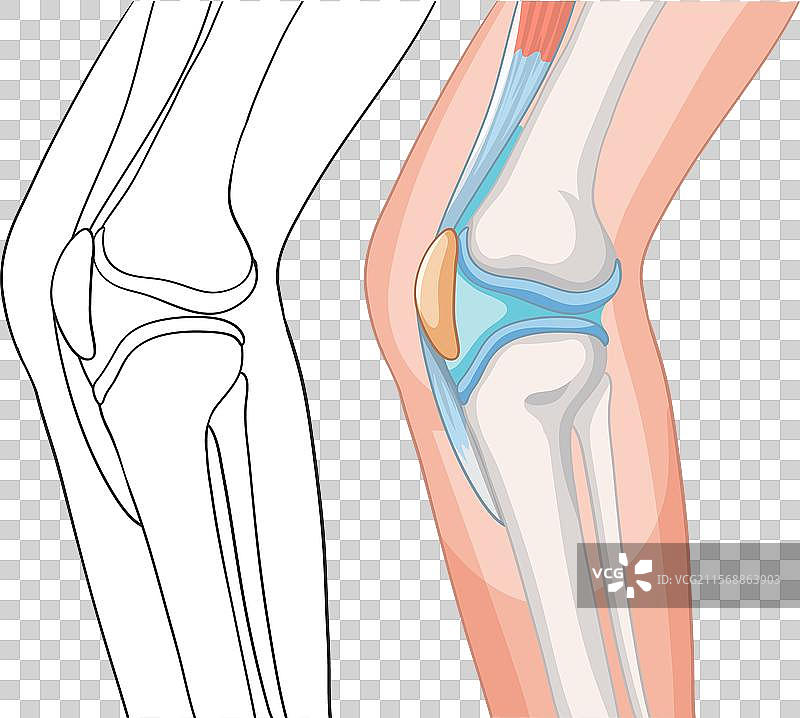 膝关节结构的详细信息图片素材