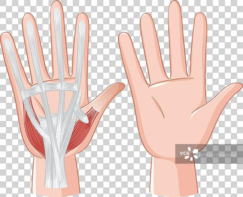 手部肌肉和肌腱的详细结构图片素材