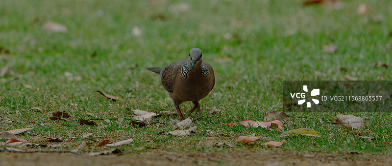 温州市白鹿洲公园的珠颈斑鸠图片素材