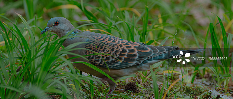 温州市白鹿洲公园的珠颈斑鸠图片素材