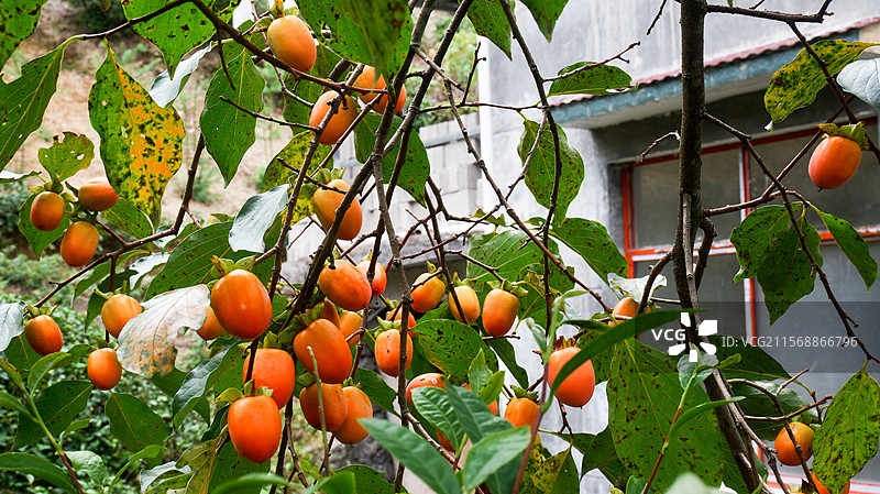 秋天水果柿子甜食果实图片素材