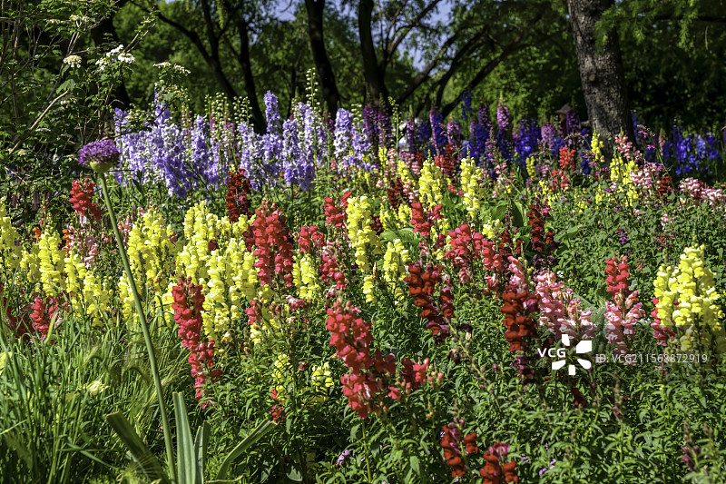 北京海淀公园繁花似锦图片素材