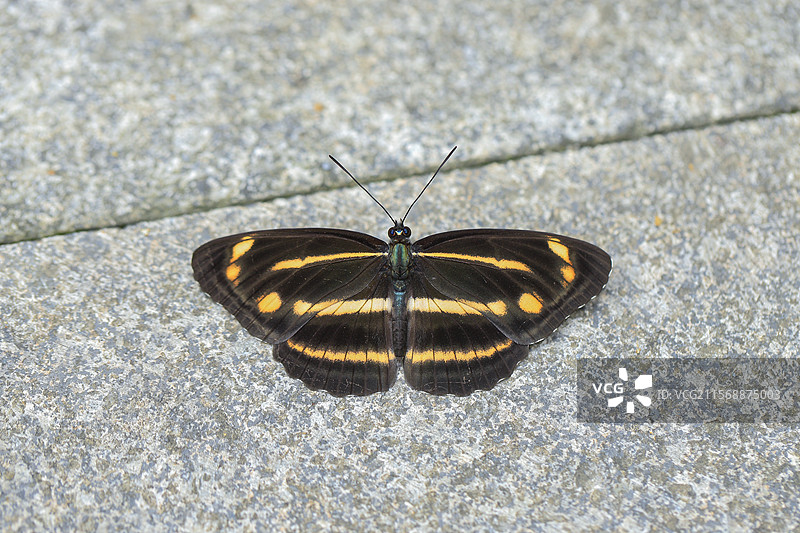 停留在地面上展翅休息的阿环蛱蝶特写图片素材