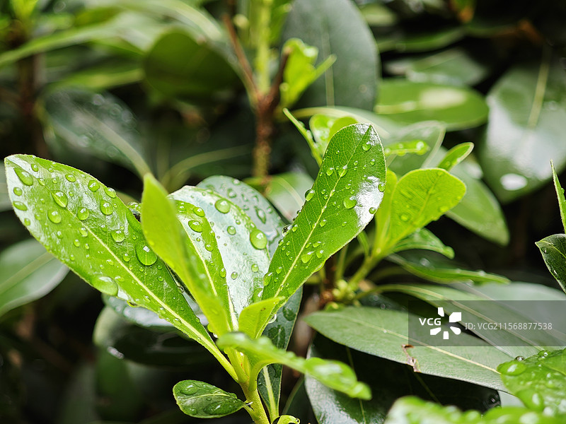 雨后绿植和水珠图片素材
