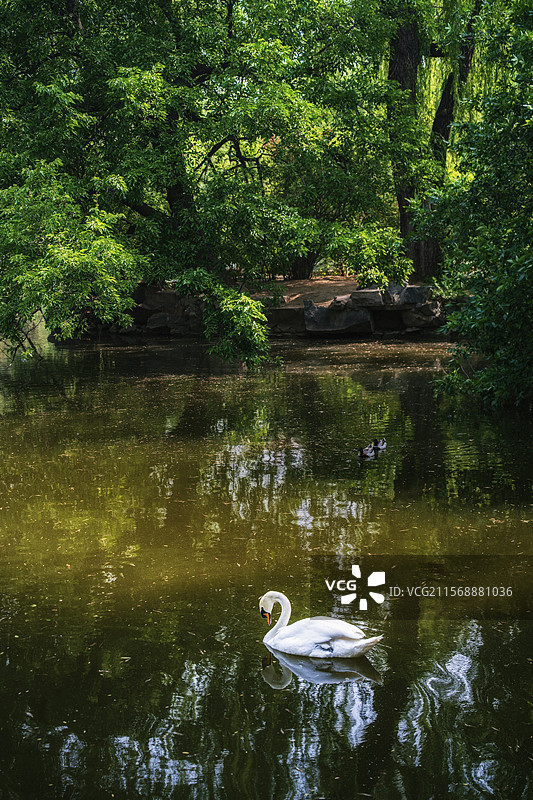 北京动物园蔷薇和天鹅图片素材