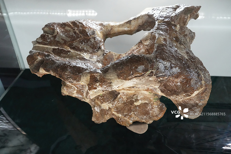 山东诸城地质博物馆恐龙化石展品：恐龙头骨图片素材
