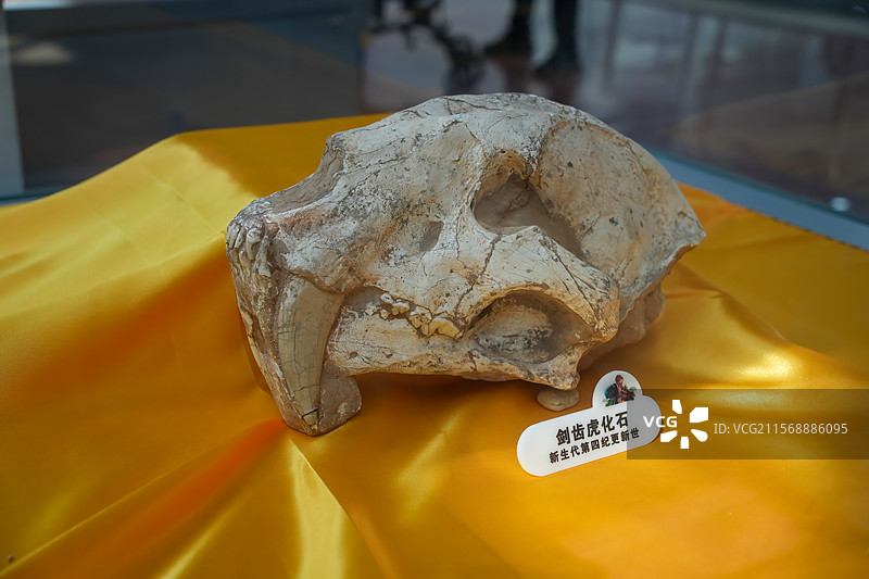 山东诸城地质博物馆剑齿虎化石展品图片素材